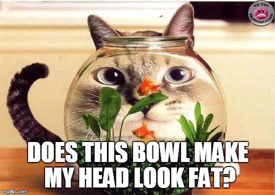 DOES THIS BOWL MAKE MY HEAD LOOK FAT? | image tagged in cats | made w/ Imgflip meme maker