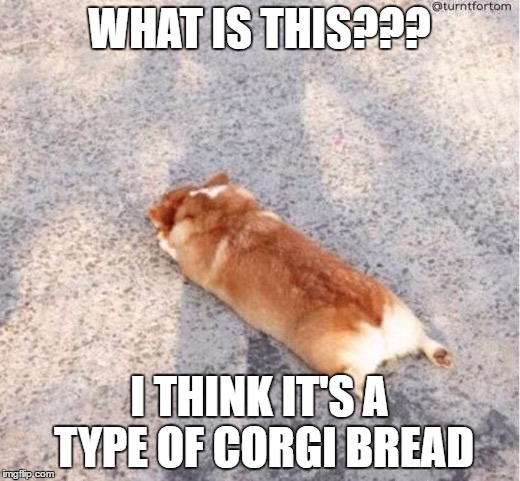 Corgie | WHAT IS THIS??? I THINK IT'S A TYPE OF CORGI BREAD | image tagged in corgie | made w/ Imgflip meme maker