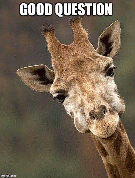 Giraffe face | GOOD QUESTION | image tagged in giraffe face | made w/ Imgflip meme maker