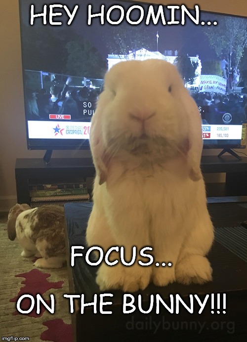 Bunny | HEY HOOMIN... FOCUS... ON THE BUNNY!!! | image tagged in memes | made w/ Imgflip meme maker