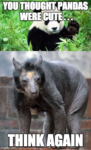 Pandas | YOU THOUGHT PANDAS WERE CUTE . . . THINK AGAIN | image tagged in shaved,ugly,panda,shaved panda,cute panda | made w/ Imgflip meme maker