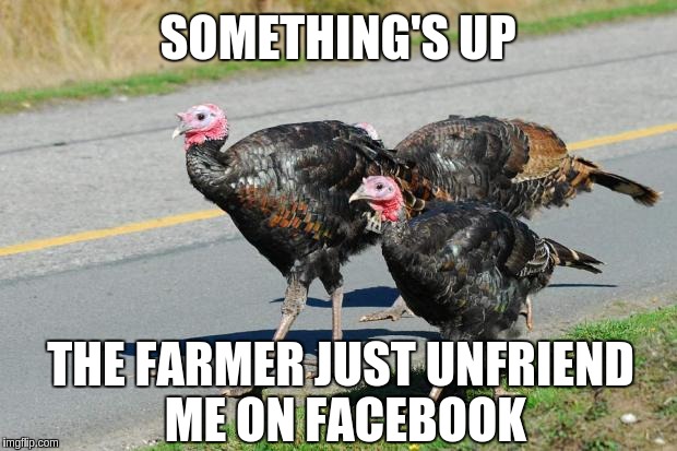 turkeys | SOMETHING'S UP; THE FARMER JUST UNFRIEND ME ON FACEBOOK | image tagged in turkeys | made w/ Imgflip meme maker