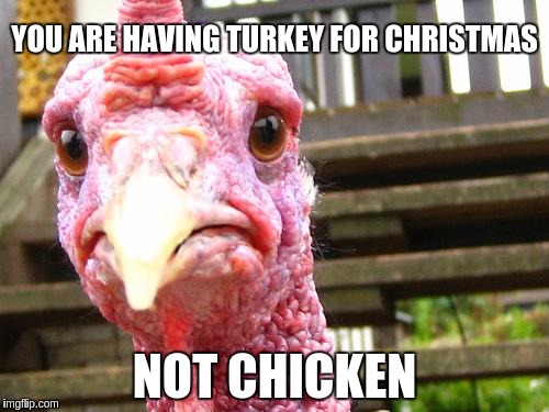 turkey | YOU ARE HAVING TURKEY FOR CHRISTMAS; NOT CHICKEN | image tagged in turkey | made w/ Imgflip meme maker