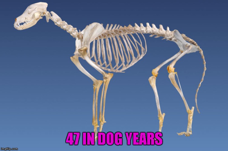 47 IN DOG YEARS | made w/ Imgflip meme maker
