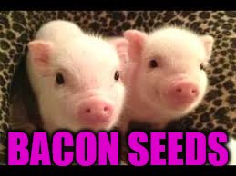 BACON SEEDS | made w/ Imgflip meme maker