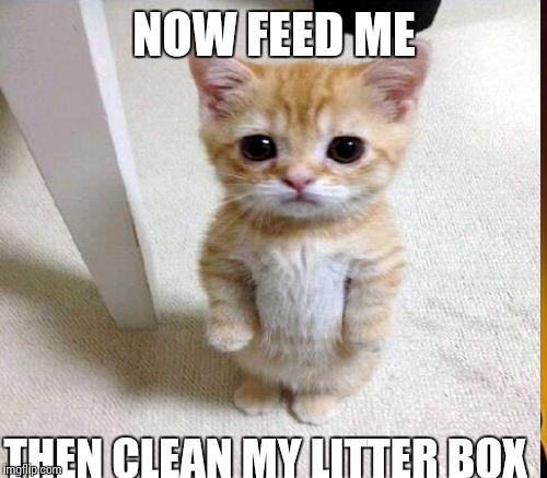 NOW FEED ME THEN CLEAN MY LITTER BOX | made w/ Imgflip meme maker