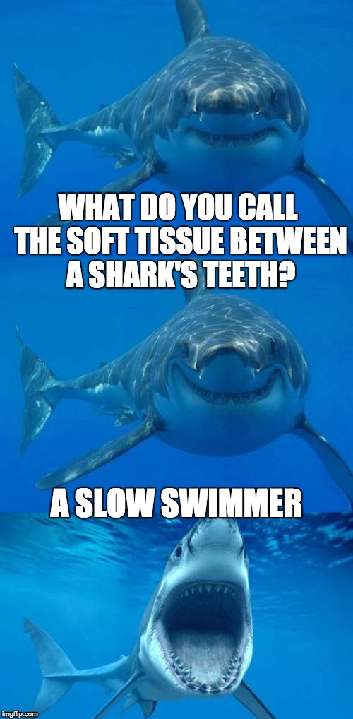 Bad Shark Pun  | WHAT DO YOU CALL THE SOFT TISSUE BETWEEN A SHARK'S TEETH? A SLOW SWIMMER | image tagged in bad shark pun | made w/ Imgflip meme maker