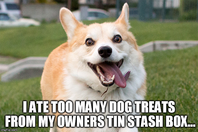 Those were not dog treats... | I ATE TOO MANY DOG TREATS FROM MY OWNERS TIN STASH BOX... | image tagged in crazy corgi | made w/ Imgflip meme maker