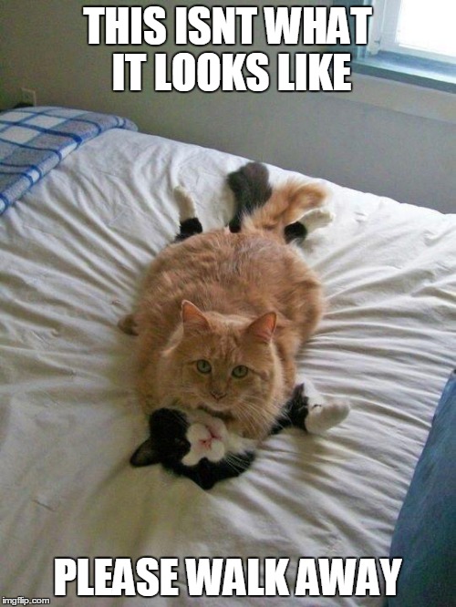 funny cats | THIS ISNT WHAT IT LOOKS LIKE; PLEASE WALK AWAY | image tagged in funny cats | made w/ Imgflip meme maker