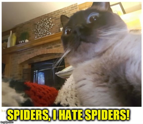 SPIDERS, I HATE SPIDERS! | made w/ Imgflip meme maker