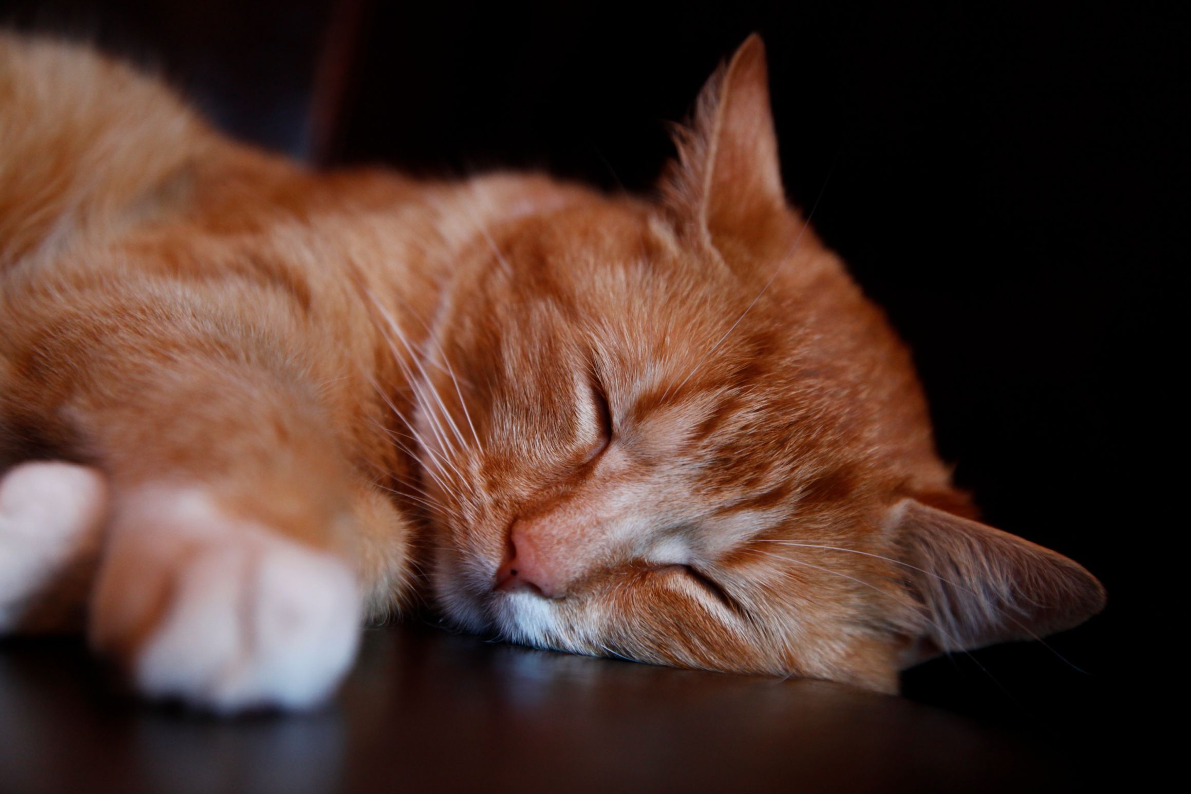 Ginger Tabby Cat Blank Meme Template