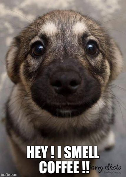 HEY ! I SMELL COFFEE !! | image tagged in pets | made w/ Imgflip meme maker