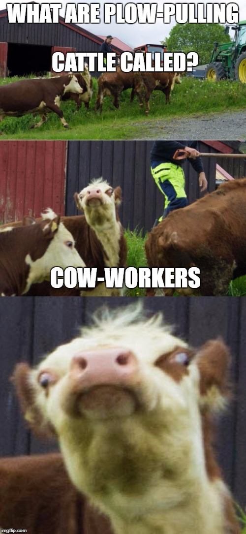 Bad pun cow  | WHAT ARE PLOW-PULLING CATTLE CALLED? COW-WORKERS | image tagged in bad pun cow | made w/ Imgflip meme maker