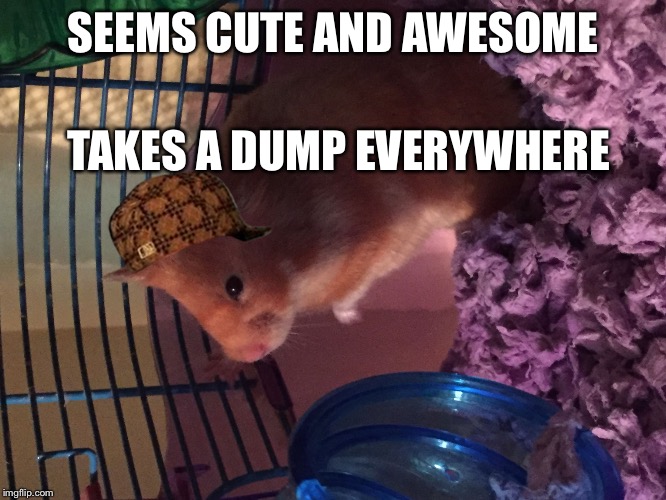 SEEMS CUTE AND AWESOME; TAKES A DUMP EVERYWHERE | image tagged in hale the hated hamster,scumbag | made w/ Imgflip meme maker