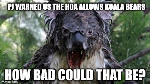 Angry Koala Meme | PJ WARNED US THE HOA ALLOWS KOALA BEARS; HOW BAD COULD THAT BE? | image tagged in memes,angry koala | made w/ Imgflip meme maker