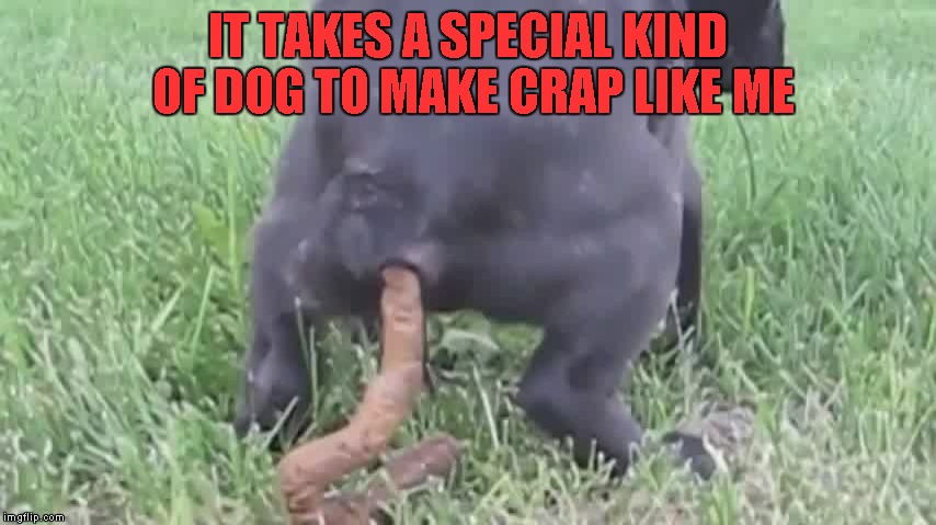 IT TAKES A SPECIAL KIND OF DOG TO MAKE CRAP LIKE ME | made w/ Imgflip meme maker