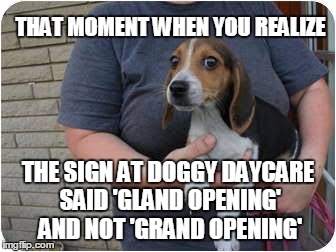 Scared Beagle |  THAT MOMENT WHEN YOU REALIZE; THE SIGN AT DOGGY DAYCARE SAID 'GLAND OPENING' AND NOT 'GRAND OPENING' | image tagged in scared beagle | made w/ Imgflip meme maker