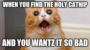Catnip Cat | WHEN YOU FIND THE HOLY CATNIP; AND YOU WANTZ IT SO BAD | image tagged in cats | made w/ Imgflip meme maker
