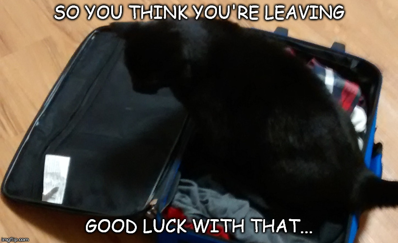 SO YOU THINK YOU'RE LEAVING; GOOD LUCK WITH THAT... | image tagged in cat peeing | made w/ Imgflip meme maker