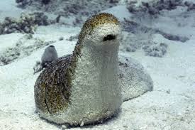 Larry the Sea Cucumber Blank Meme Template