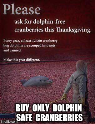 SAVE the cranberry bog dolphin before it's too late  | BUY  ONLY  DOLPHIN  SAFE  CRANBERRIES | image tagged in dolphin,dolphins,cranberries,thanksgiving,happy thanksgiving | made w/ Imgflip meme maker
