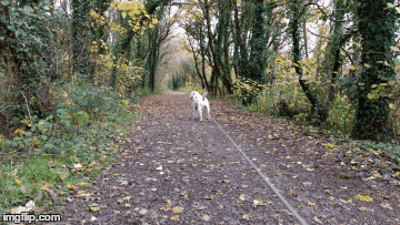 Head down...four paws forward | image tagged in gifs,dogs | made w/ Imgflip images-to-gif maker
