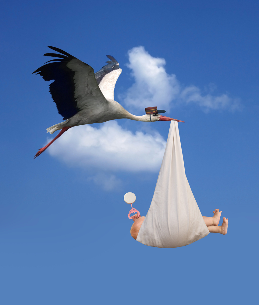 Stork, NATALISM, babies  Blank Meme Template