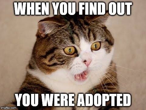 WHEN YOU FIND OUT; YOU WERE ADOPTED | image tagged in cat | made w/ Imgflip meme maker
