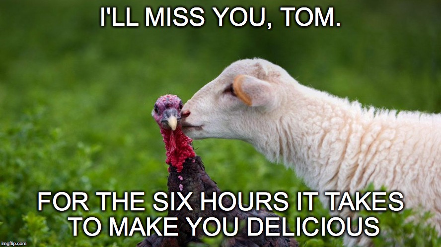 BF...For Awhile | I'LL MISS YOU, TOM. FOR THE SIX HOURS IT TAKES TO MAKE YOU DELICIOUS | image tagged in janey mack meme,flirt,thanksgiving,i'll miss you tom,turkey,sheep | made w/ Imgflip meme maker