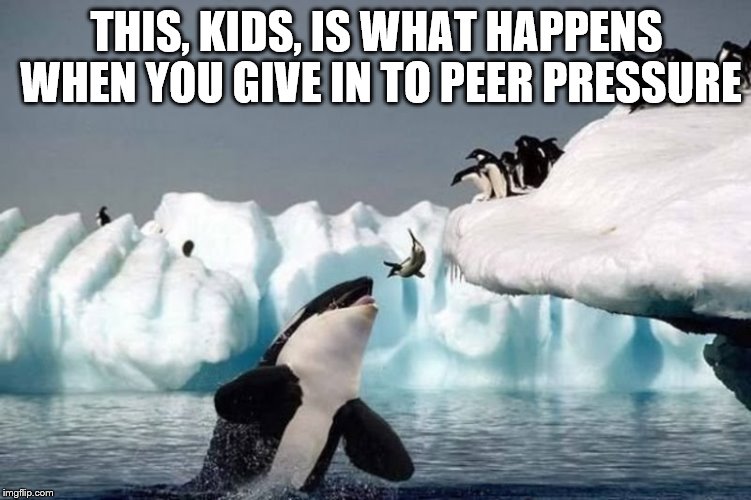 Killer Whale And Seal | THIS, KIDS, IS WHAT HAPPENS WHEN YOU GIVE IN TO PEER PRESSURE | image tagged in killer whale and seal | made w/ Imgflip meme maker