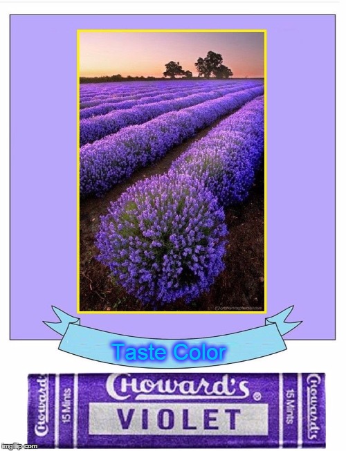 The Color Violet | Taste Color | image tagged in violet,c howard,violet candy,vince vance,lavender,purple | made w/ Imgflip meme maker