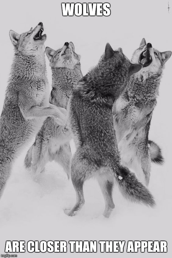 Wolf dance | WOLVES ARE CLOSER THAN THEY APPEAR | image tagged in wolf dance | made w/ Imgflip meme maker