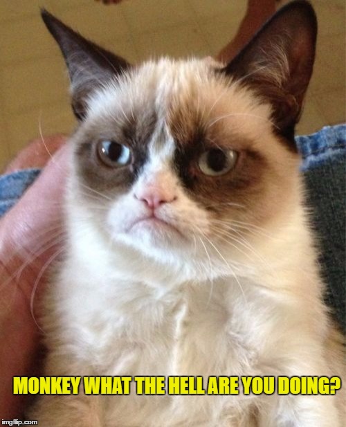 Grumpy Cat Meme | MONKEY WHAT THE HELL ARE YOU DOING? | image tagged in memes,grumpy cat | made w/ Imgflip meme maker
