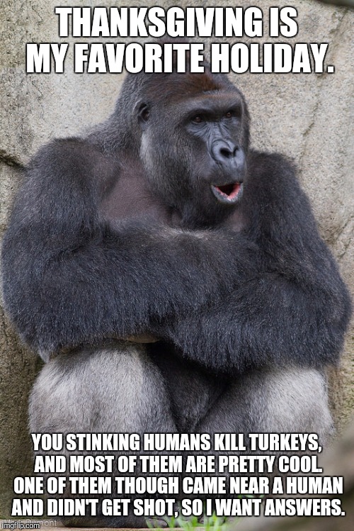 Harambe | THANKSGIVING IS MY FAVORITE HOLIDAY. YOU STINKING HUMANS KILL TURKEYS, AND MOST OF THEM ARE PRETTY COOL. ONE OF THEM THOUGH CAME NEAR A HUMAN AND DIDN'T GET SHOT, SO I WANT ANSWERS. | image tagged in harambe | made w/ Imgflip meme maker