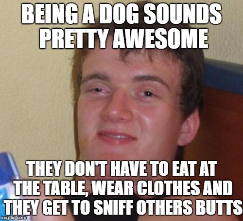 10 Guy Meme | BEING A DOG SOUNDS PRETTY AWESOME; THEY DON'T HAVE TO EAT AT THE TABLE, WEAR CLOTHES AND THEY GET TO SNIFF OTHERS BUTTS | image tagged in memes,10 guy | made w/ Imgflip meme maker