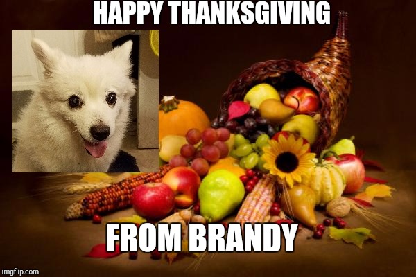 Thanksgiving | HAPPY THANKSGIVING; FROM BRANDY | image tagged in thanksgiving | made w/ Imgflip meme maker