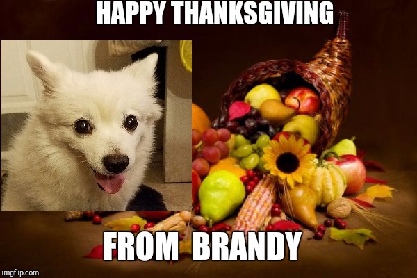 Thanksgiving | HAPPY THANKSGIVING; FROM  BRANDY | image tagged in thanksgiving | made w/ Imgflip meme maker