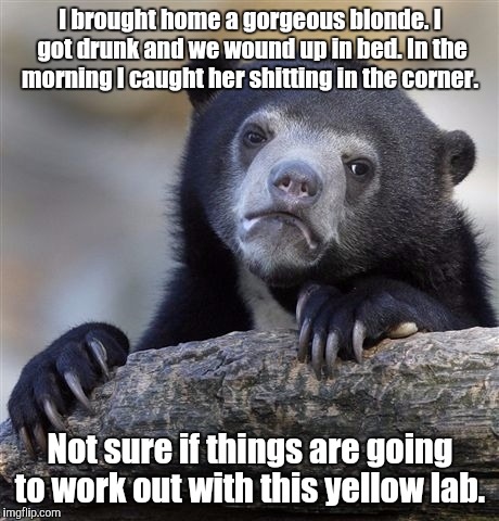 Confession Bear Meme | I brought home a gorgeous blonde. I got drunk and we wound up in bed. In the morning I caught her shitting in the corner. Not sure if things are going to work out with this yellow lab. | image tagged in memes,confession bear | made w/ Imgflip meme maker