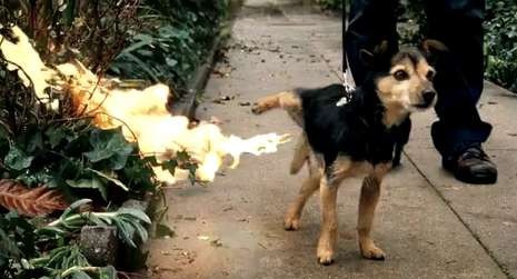 Dog Peeing Fire Blank Meme Template