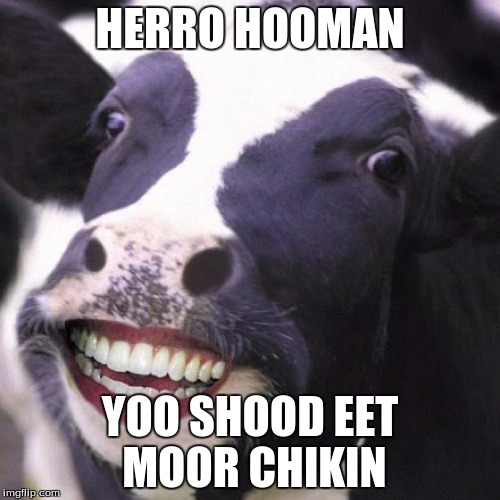 herro | HERRO HOOMAN; YOO SHOOD EET MOOR CHIKIN | image tagged in herro | made w/ Imgflip meme maker