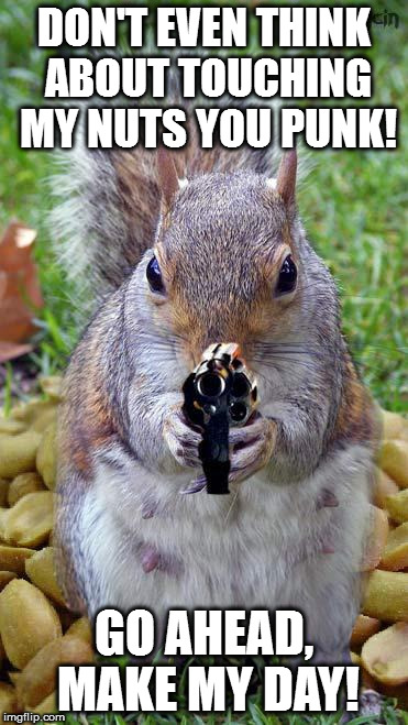 funny squirrels with guns (5) | DON'T EVEN THINK ABOUT TOUCHING MY NUTS YOU PUNK! GO AHEAD, MAKE MY DAY! | image tagged in funny squirrels with guns 5 | made w/ Imgflip meme maker