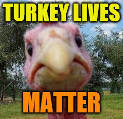 Have a Happy Thanksgiving IMGflip | TURKEY LIVES; MATTER | image tagged in turkey,thanksgiving,funny memes | made w/ Imgflip meme maker