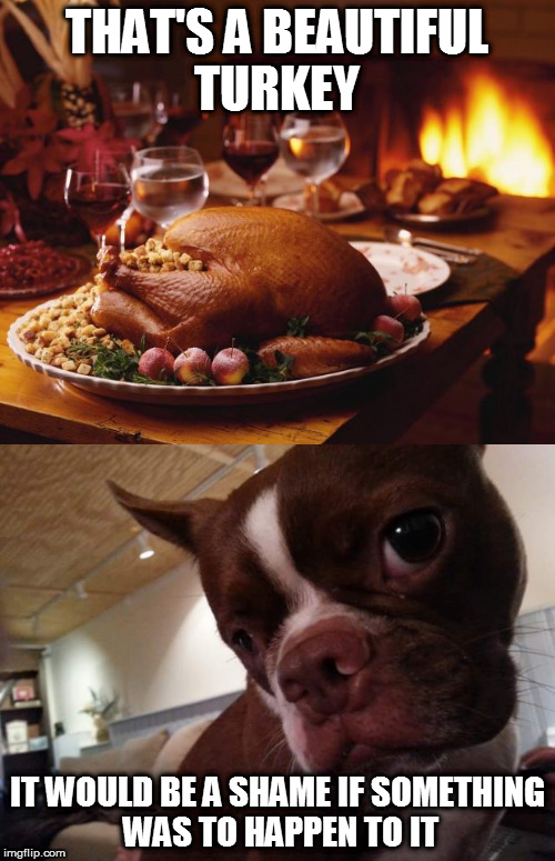 THAT'S A BEAUTIFUL TURKEY; IT WOULD BE A SHAME IF SOMETHING WAS TO HAPPEN TO IT | image tagged in boston terrier | made w/ Imgflip meme maker