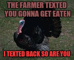 THE FARMER TEXTED YOU GONNA GET EATEN; I TEXTED BACK SO ARE YOU | image tagged in sad turkey | made w/ Imgflip meme maker