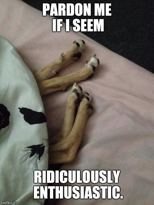 PARDON ME IF I SEEM; RIDICULOUSLY ENTHUSIASTIC. | image tagged in napping pup | made w/ Imgflip meme maker