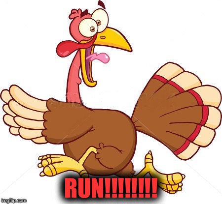 Turkey scared | RUN!!!!!!!! | image tagged in turkey scared | made w/ Imgflip meme maker