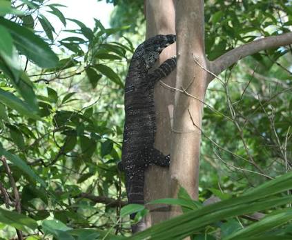 High Quality Goanna Blank Meme Template