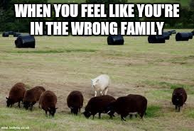 I'M THE WHITE SHEEP  | WHEN YOU FEEL LIKE YOU'RE IN THE WRONG FAMILY | image tagged in black and white | made w/ Imgflip meme maker
