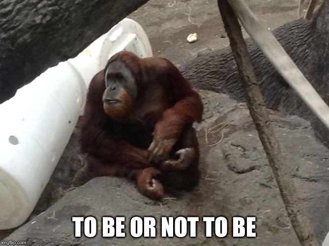 Contemplative Orangutan | TO BE OR NOT TO BE | image tagged in shakespeare,famous quotes,orangutan,deep thoughts | made w/ Imgflip meme maker