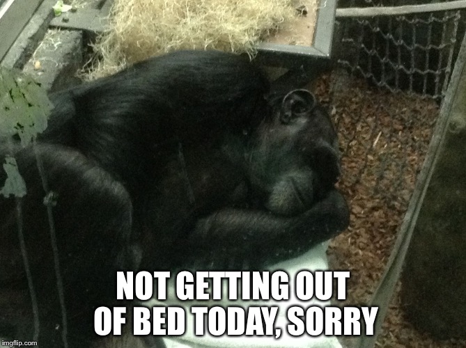 Even the chimpanzees agree that getting out of bed has any purpose | NOT GETTING OUT OF BED TODAY, SORRY | image tagged in lazy,chimpanzee,me on a monday,sleep,why did i get out of bed | made w/ Imgflip meme maker